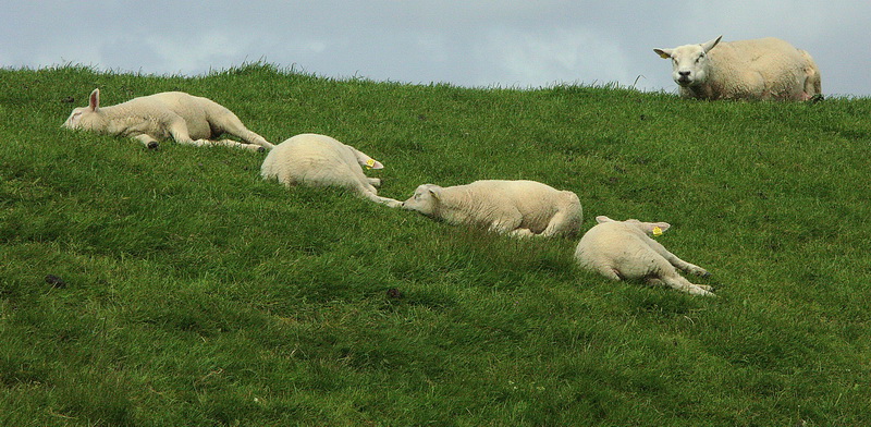 Texel  Tiere  PICT 1679.jpg - Alle sofort Tot stellen..........................